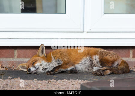 Kidderminster, Großbritannien. 15. Februar, 2018. UK Wetter: Eine urbane Red Fox (Vulpes vulpes) dauert lange, Rest in einer ruhigen Worcestershire Garten, ruhig genießen Sie die Sonne des Tag, viel zu entspannt alles aber Gähnen und Schlafen zu tun. Quelle: Lee Hudson/Alamy leben Nachrichten Stockfoto