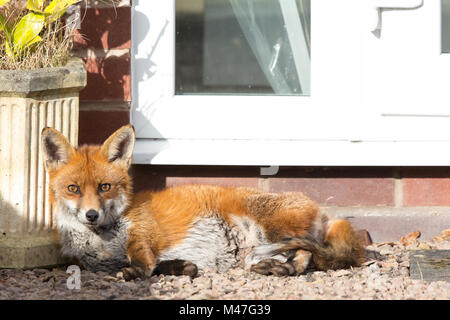 Kidderminster, Großbritannien. Februar 2018. Wetter in Großbritannien: Ein isolierter urbaner Rotfuchs (Vulpes vulpes) macht sich in einem ruhigen Worcestershire-Garten eine lange Pause, wobei er den Sonnenschein des Wintertags friedlich durchtränkt, leicht, aber dennoch wachsam und auf der Suche ist. Credit: Lee Hudson/Alamy Live News Stockfoto