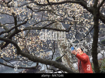 Wuhan, Hubei Provinz Chinas. 15 Feb, 2018. Ein Tourist nimmt Bilder Der wintersweet Blumen an Donghu Park in Wuhan, Chinas Provinz Hubei, Feb 15, 2018. Credit: Cheng Min/Xinhua/Alamy leben Nachrichten Stockfoto