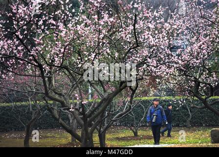 Wuhan, Hubei Provinz Chinas. 15 Feb, 2018. Menschen genießen Sie die Aussicht auf wintersweet Blumen an Donghu Park in Wuhan, Zentralchina Provinz Hubei, Feb 15, 2018. Credit: Cheng Min/Xinhua/Alamy leben Nachrichten Stockfoto