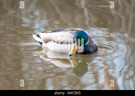 Männliche Wildente, Stockente, Anas platyrhynchos, Schwimmen in einem See, Santpedor, Katalonien, Spanien Stockfoto