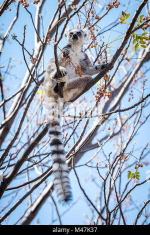 Ring Tailed Lemur Essen in Baum, Madagaskar Stockfoto