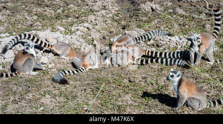 Gruppe der Ring Tailed Lemurs, Madagaskar Stockfoto