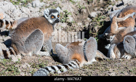Ring Tailed Lemurs Trinken, Madagaskar Stockfoto