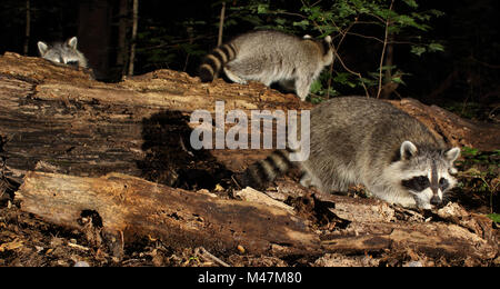 Eine Familie von Waschbären Nahrungssuche in den nördlichen Wäldern. Stockfoto