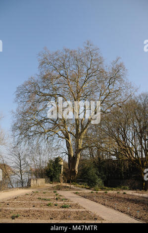 Platanus acerifolia, Platane, großen alten Baum Stockfoto