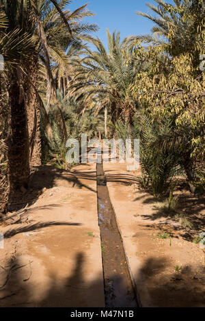 Oase in Hassilabied, Erg Chebbi, Moroco Stockfoto