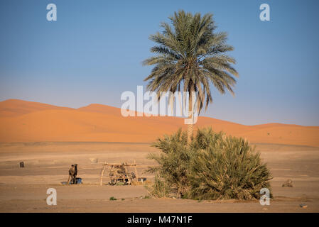 Oase in Hassilabied, Erg Chebbi, Moroco Stockfoto