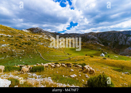 Schafe in nationalen Bergen Parken Durmitor - Montenegro Stockfoto