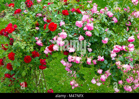 Pergola bedeckt in redand rosa Kletterrosen. Stockfoto