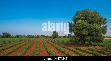 Alter Olivenbaum in einem Feld - typische toskanische Landschaft Stockfoto