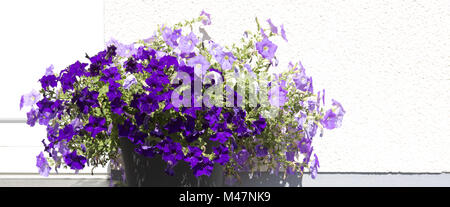 Violett Petunie auf der Höhe ihrer Herrlichkeit im Frühling. Stockfoto