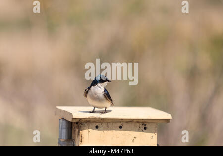 Blue Tree vogel Schwalbe, Tachycineta bicolor, Fliegen Stockfoto