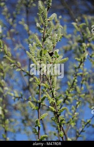 Salix aurita, Ohr Weide, weibliche Blüten mit Bumblebee Stockfoto