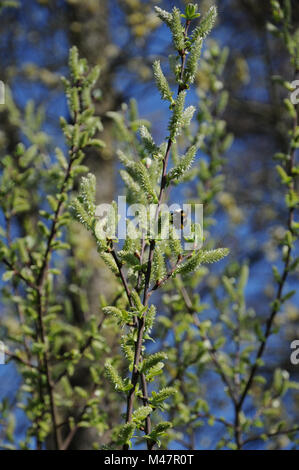 Salix aurita, Ohr Weide, weibliche Blüten mit Bumblebee Stockfoto