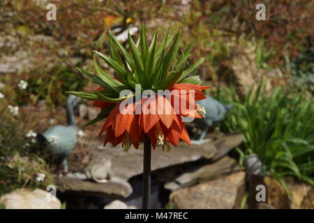 Kinder der Kaiserkrone (Fritillaria imperialis) Stockfoto