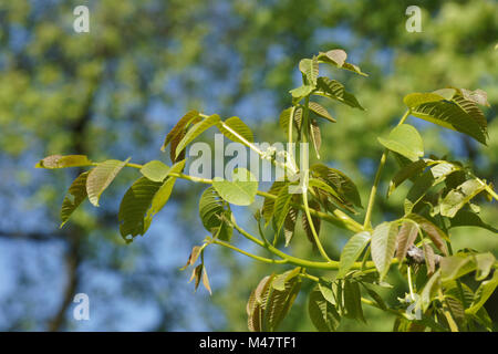 Juglans regia Walnuss, weibliche Blüten, junge Triebe Stockfoto