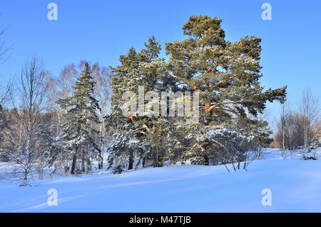 Sonnige Winterlandschaft mit schneebedeckten Pinien Stockfoto