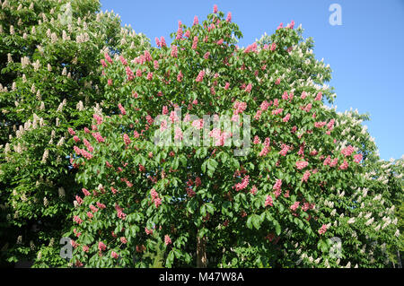 Aesculus x Dryas Briottii, Rot - blühende Rosskastanie Stockfoto