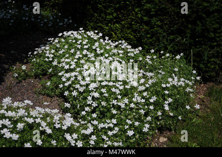 Geranium sanguineum Album, Weiße bloody cranesbill Stockfoto