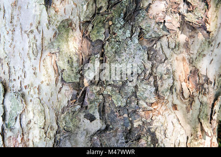 Der Stamm eines alten Baumes Vordergrund (Hintergrundbild). Stockfoto