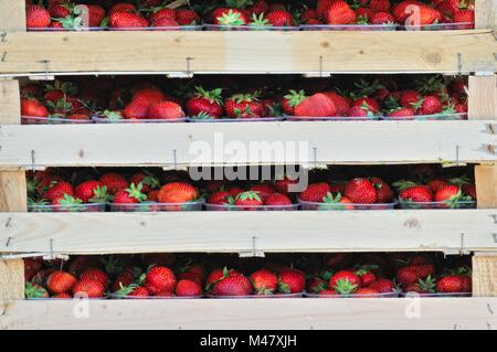 Erdbeere Kiste frisch gepflückte Erdbeeren Stockfoto