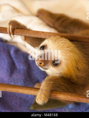 Verwaiste Hoffmanns zwei – Finger Faultier (Choloepus Hoffmanni) beim Spielen auf das Faultier-Heiligtum Stockfoto