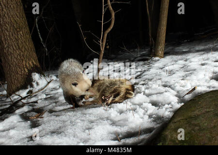 Ein Virginia opossum Schlemmen auf einem toten Waschbären im North Woods. Stockfoto