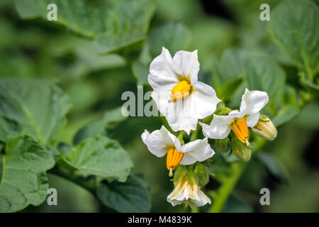 Blühende Kartoffeln auf dem Feld mit kleinen weißen Blüten. Stockfoto