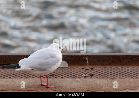 Schwarze Leitung Möwe an der Elbe im Hamburger Hafen zu starren. Stockfoto