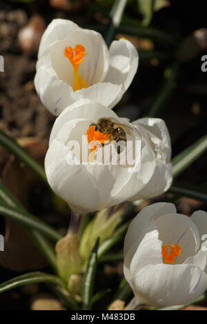 Crocus vernus ssp. albiflorus, Weiße Feder crocus Stockfoto