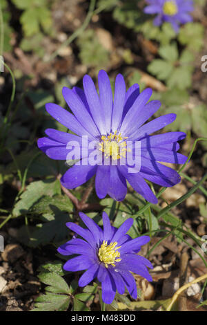 Anemone apennina ssp. Blanda, Balkan cuneata, griechische Cuneata Stockfoto