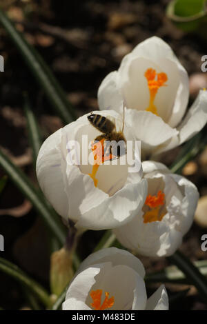 Crocus vernus ssp. albiflorus, Weiße Feder crocus Stockfoto