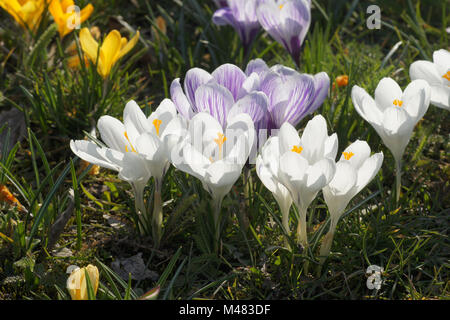Crocus vernus ssp. albiflorus, Weiße Feder crocus Stockfoto