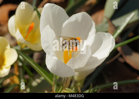 Crocus vernus ssp. albiflorus, Weiße Feder crocus Stockfoto