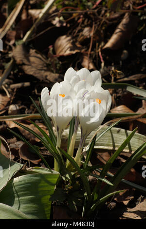 Crocus vernus ssp. albiflorus, Weiße Feder crocus Stockfoto