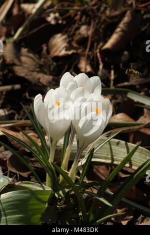 Crocus vernus ssp. albiflorus, Weiße Feder crocus Stockfoto