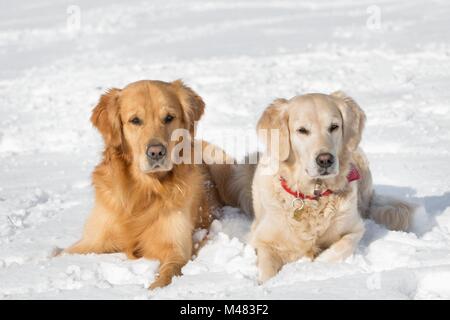 Zwei Hunde (Golden Retriever) im Winter im Schnee liegen Stockfoto