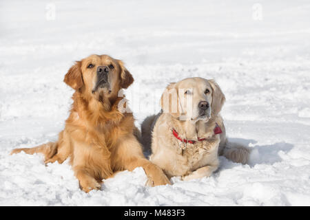 Zwei Hunde (Golden Retriever) im Winter im Schnee liegen Stockfoto