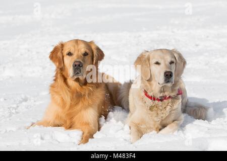 Zwei Hunde (Golden Retriever) im Winter im Schnee liegen Stockfoto