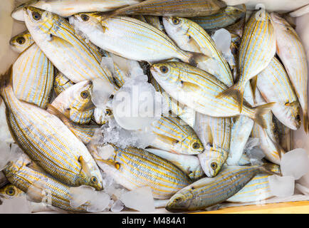 Viele kleine gefangen tote Fische mit Eis auf dem Markt Stockfoto