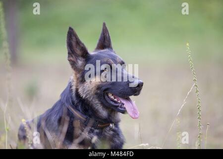 Aufmerksame deutscher schäferhund Hund Portrait auf der Wiese Stockfoto