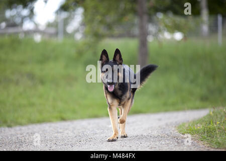 Deutscher Schäferhund Hund spazieren gehen Stockfoto