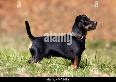 Süße kleine Pinscher Hund auf Wiese außerhalb Stockfoto