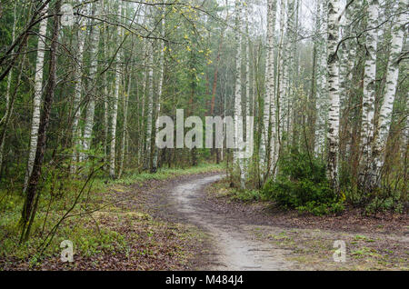 Neblig Frühlingslandschaft mit Wanderweg im Wald Stockfoto