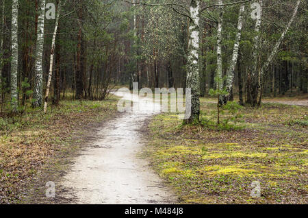 Neblig Frühlingslandschaft mit Wanderweg im Wald Stockfoto