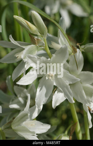 Ornithogalum nutans, hängend der Stern von Bethlehem Stockfoto