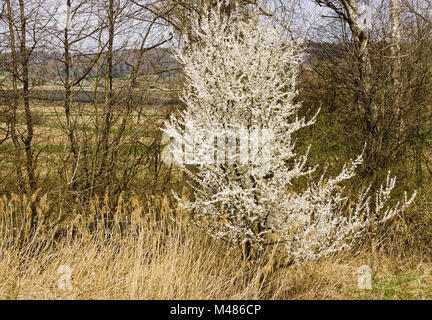 Am Waldrand Schlehe, Prunus Spinosa Stockfoto