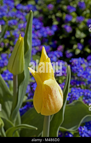 Gelbe Tulpen Tulipa und vergiss mich nicht Myosotis sylvatica Stockfoto