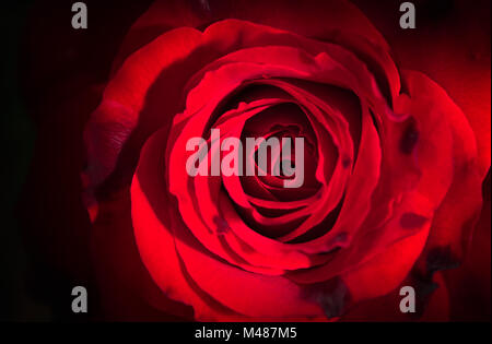 Nahaufnahme der Frische rote Rose Blume auf der Ansicht von oben, Liebe und Valentinstag Konzept Stockfoto